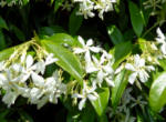 Tracholespermum jasminoides - The Star Jasmine